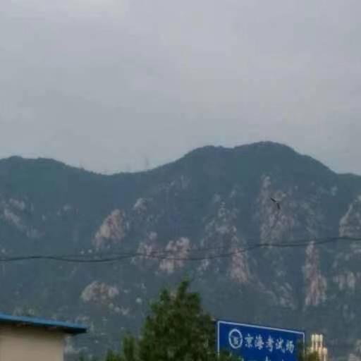 Z新芝