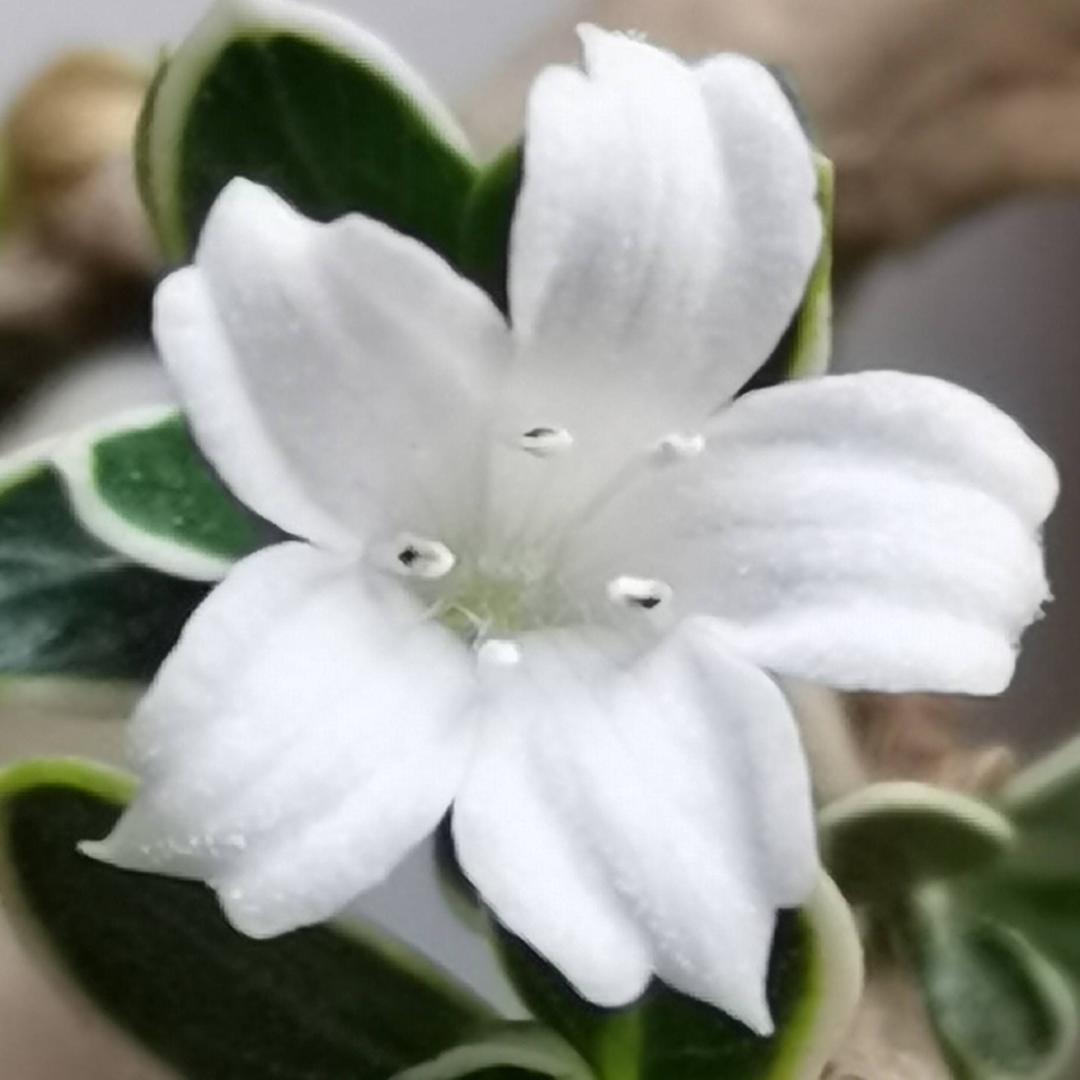 一杯清酒识人生