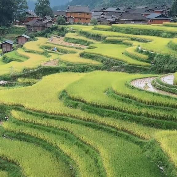 毛玉