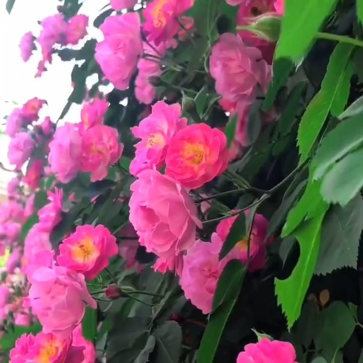 沐阳v