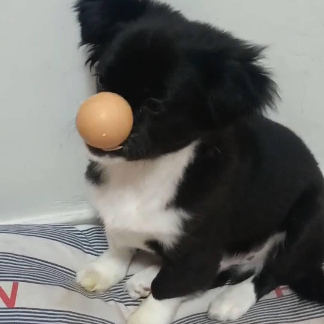 我家有只小考拉🐶