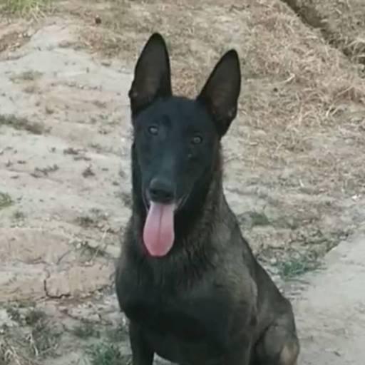 豫西黑马犬训养