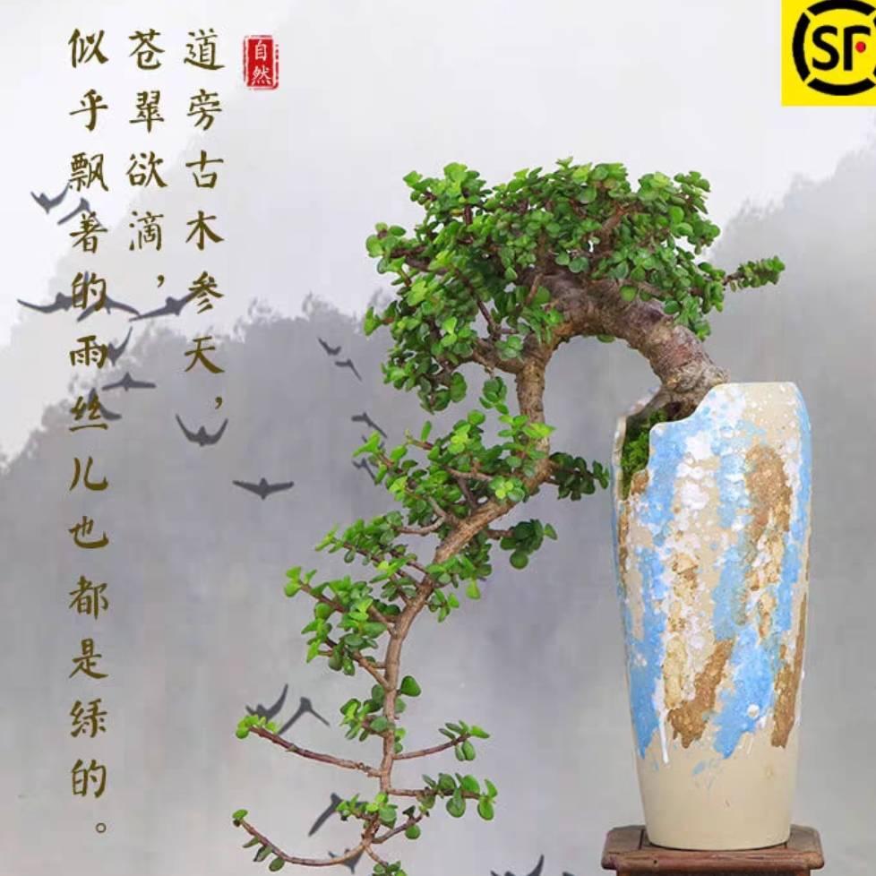 🌈开不动的老爷车