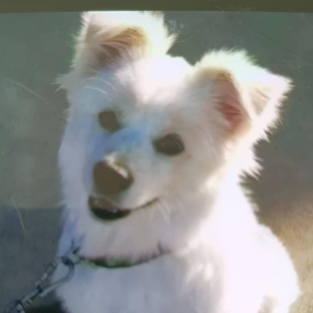 绿叶枚助小团体