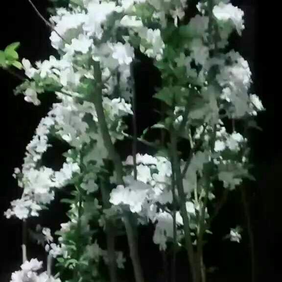 开心悌姐