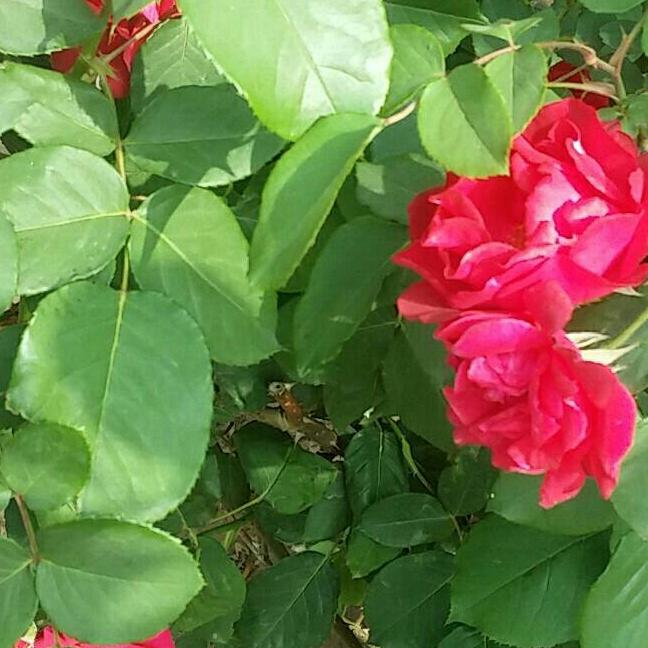 种花爱好者'头像
