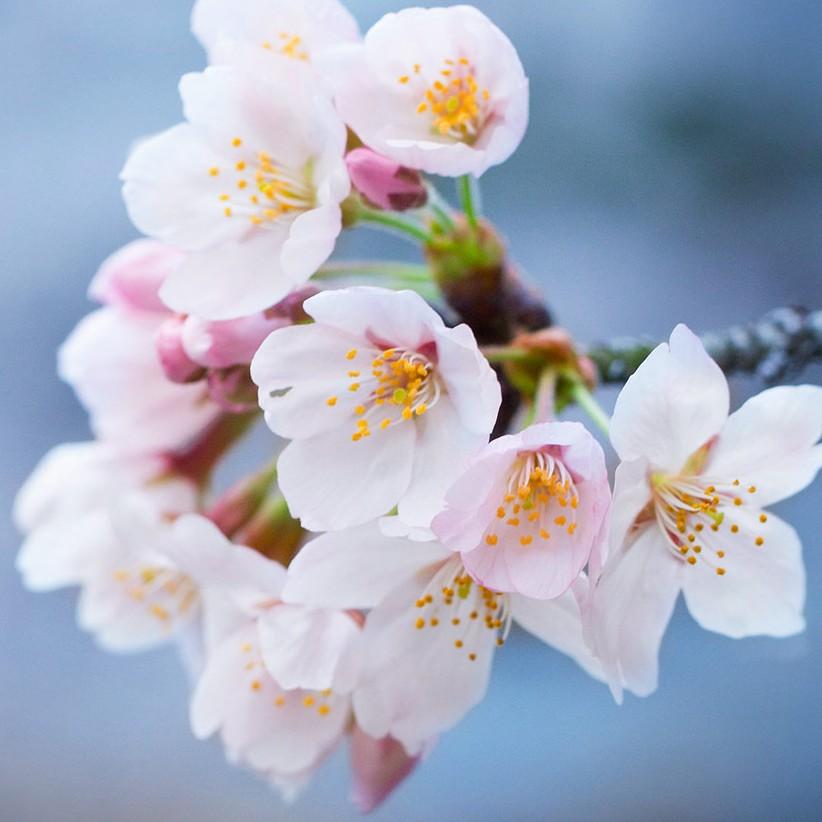 🌸桃花伊人🌸