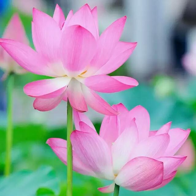 一帆风顺.