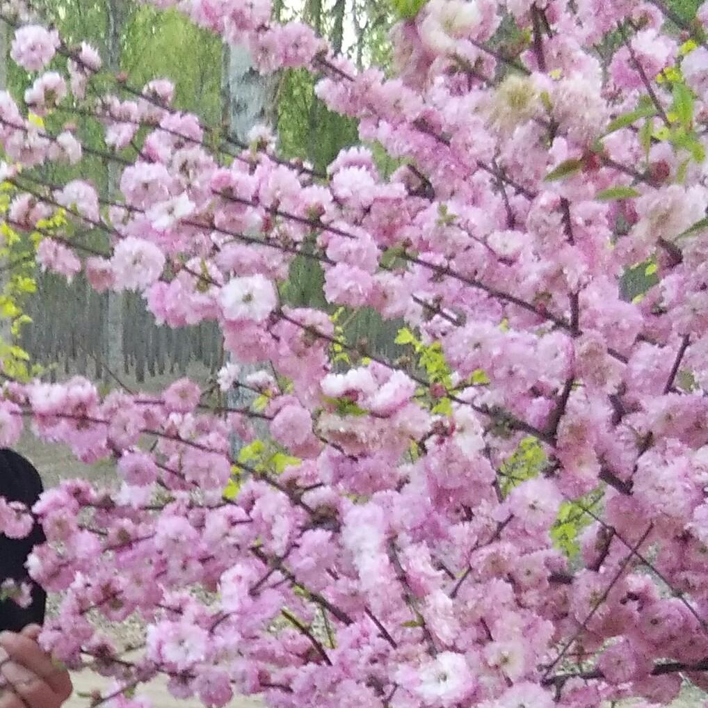 以为是梦