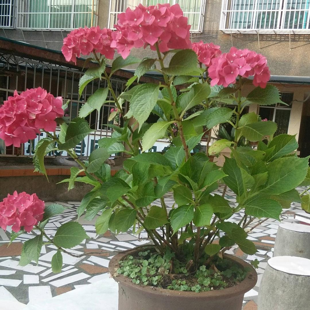绣球花好漂亮