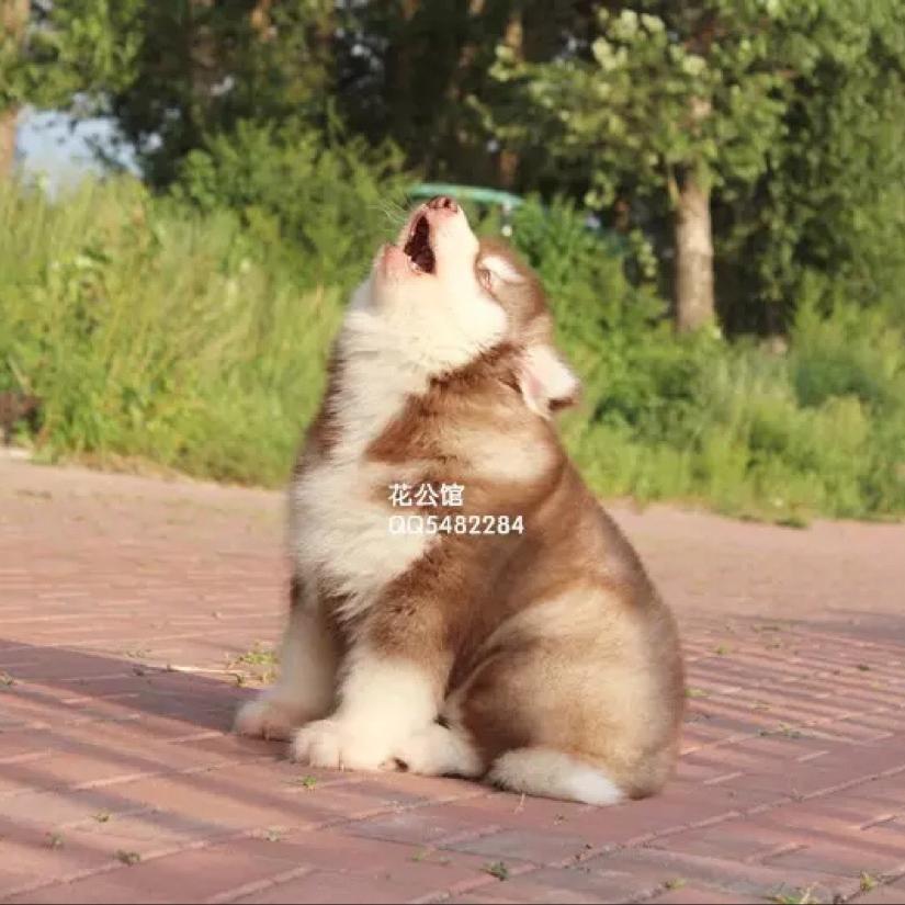 花公馆名犬堂
