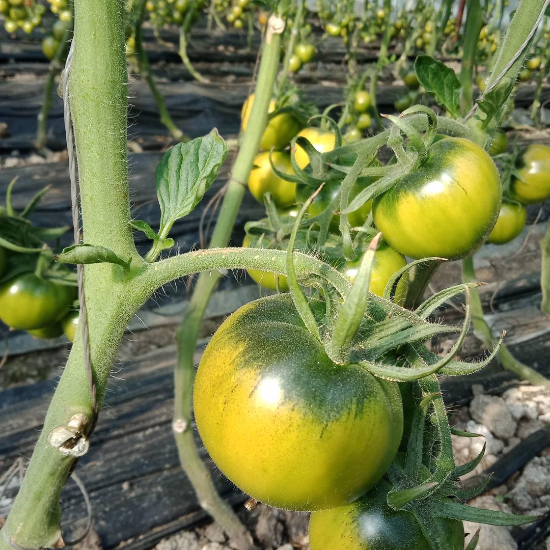 盘锦碱地柿子草莓柿子