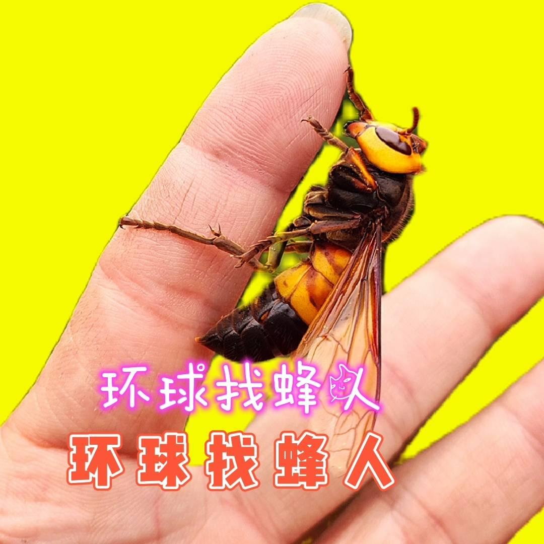 环球找蜂人