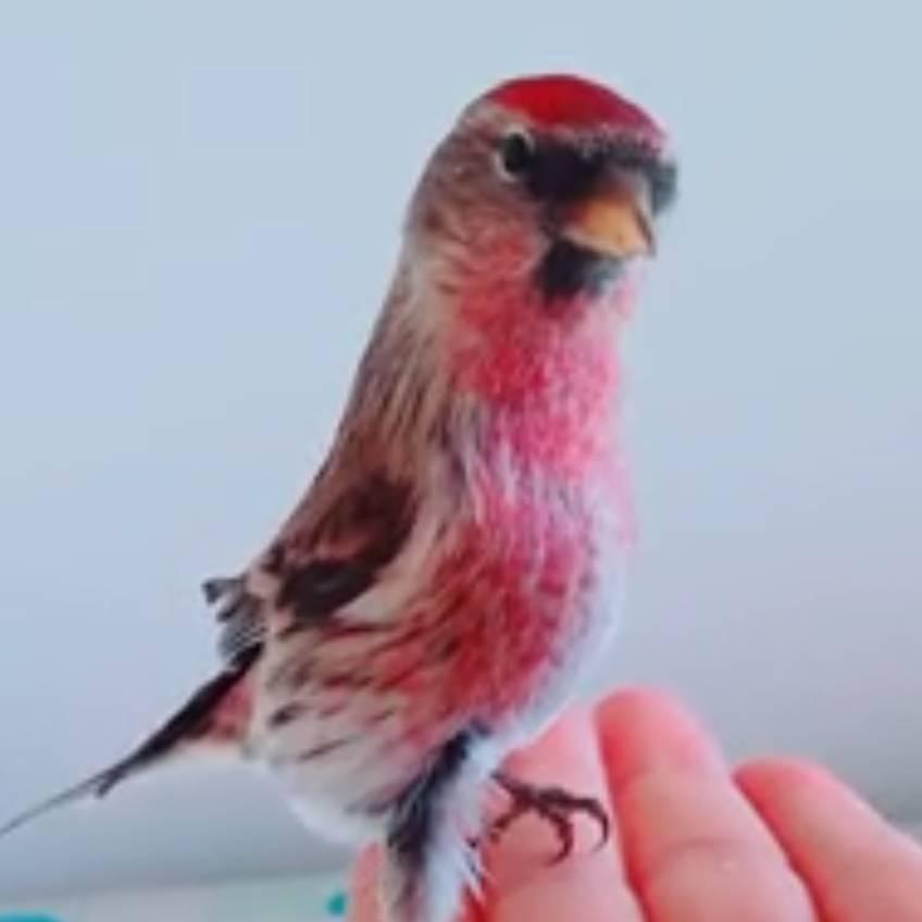 小鸟依人