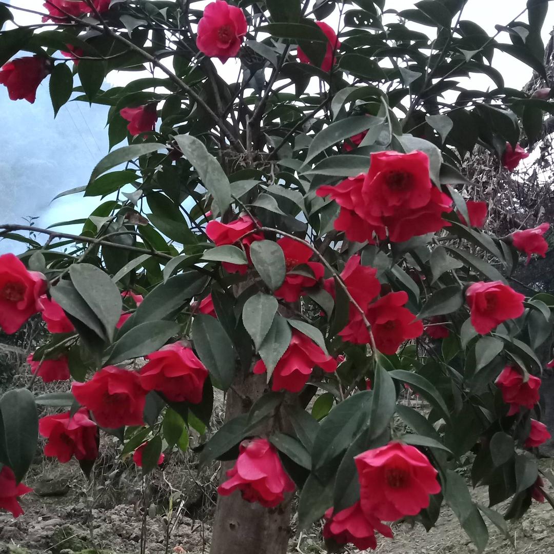 送给你づ❤️ど梦想成真