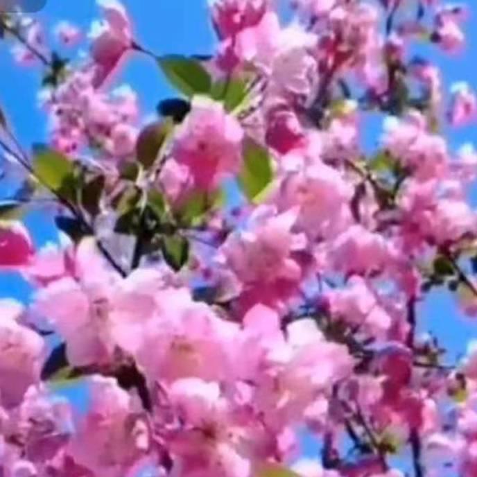 春暖花开79771