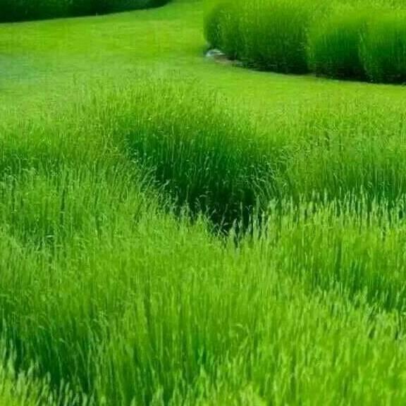 旷野复苏2