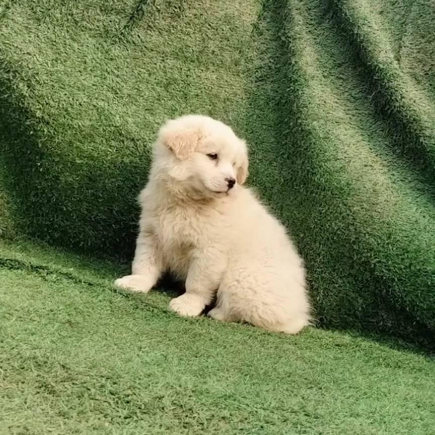 泽瑞爱犬俱乐部