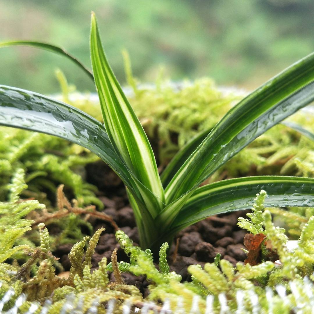 兰之梦之雨后彩虹