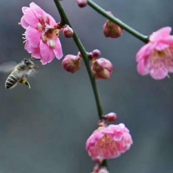 🌺沧桑后的恬淡