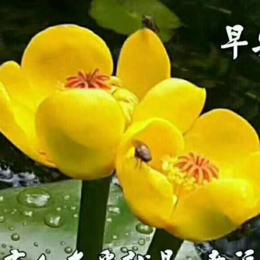 夏至炎炎