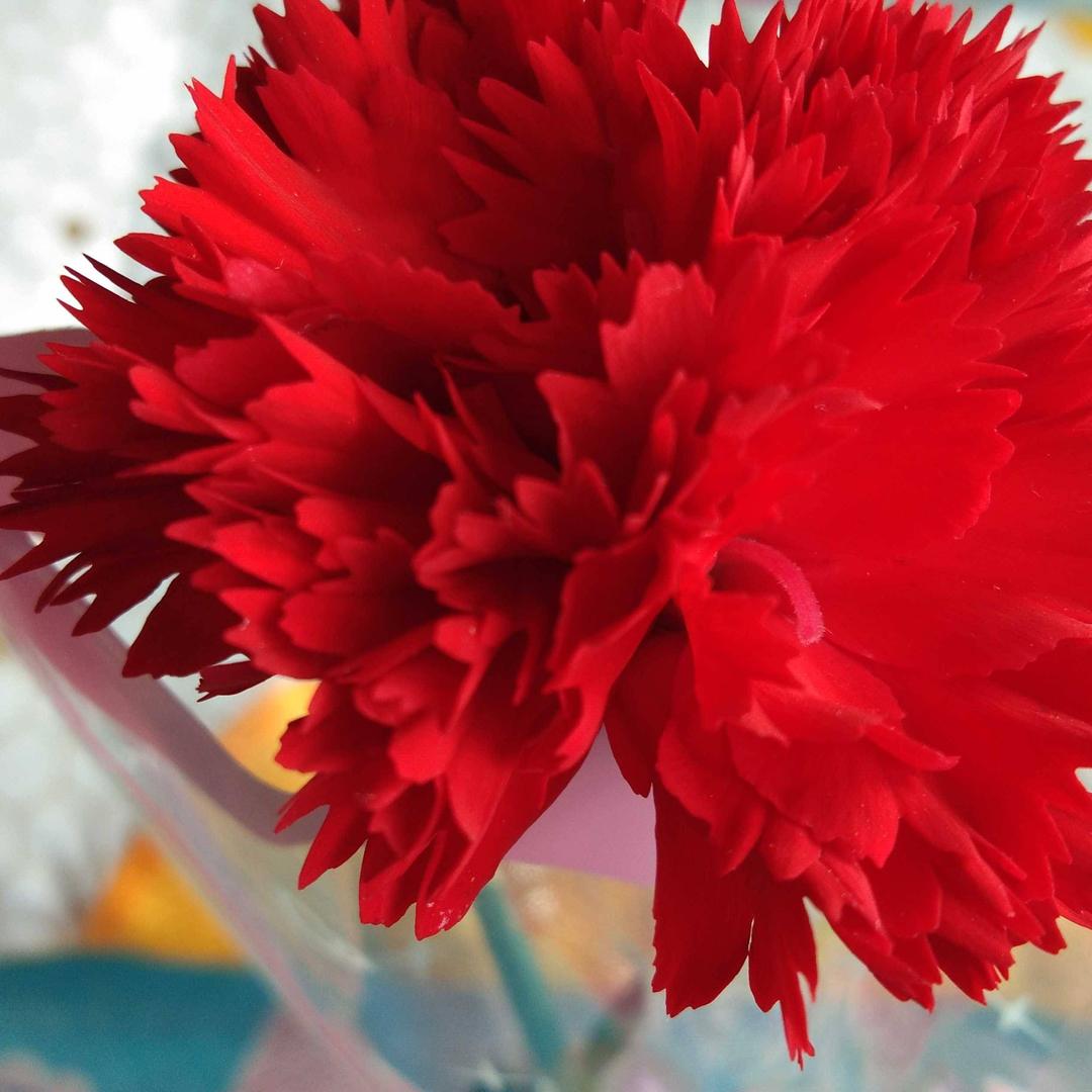 花为梅🌹🌹