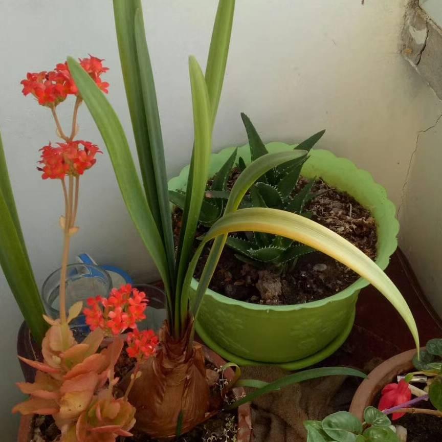 青海花儿小王