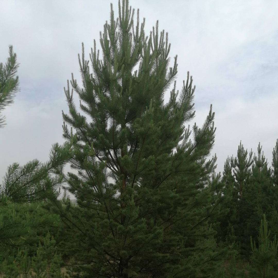玉树林枫东升