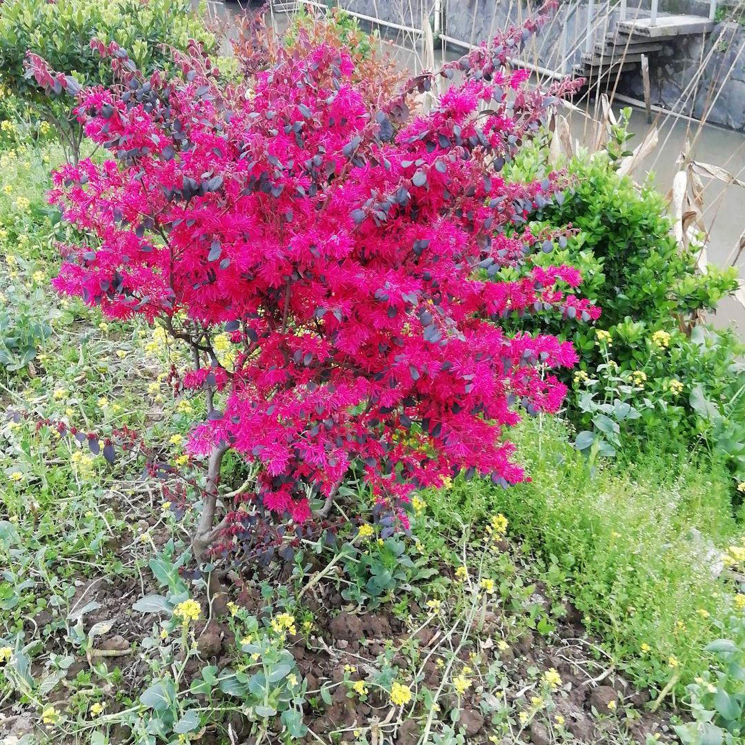 粉红色（拒私聊）