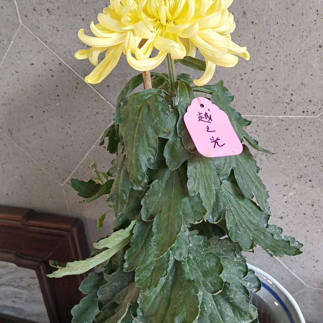 魅影传说汪逢翠