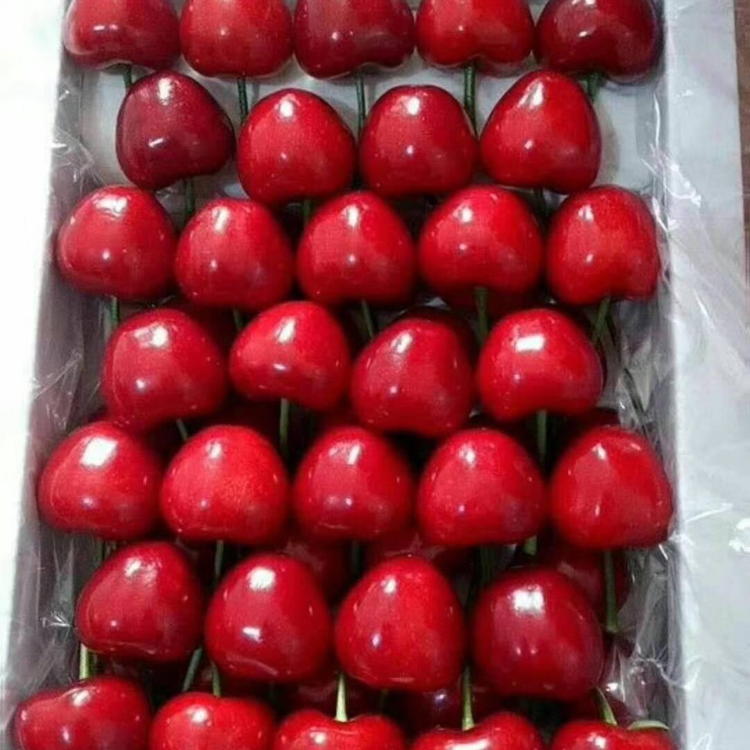 樱桃之恋6