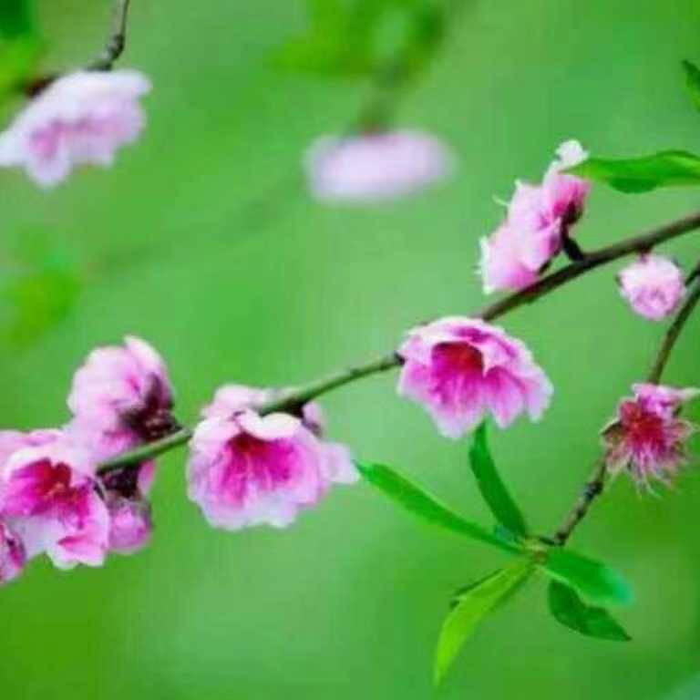 🍀平凡的我🍀