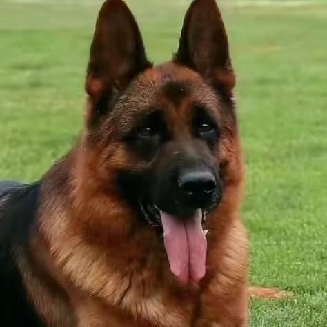 德悦犬舍
