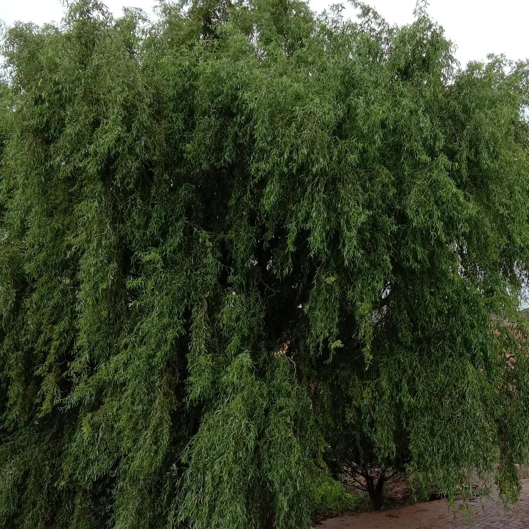 平安幸福88🍷🌹