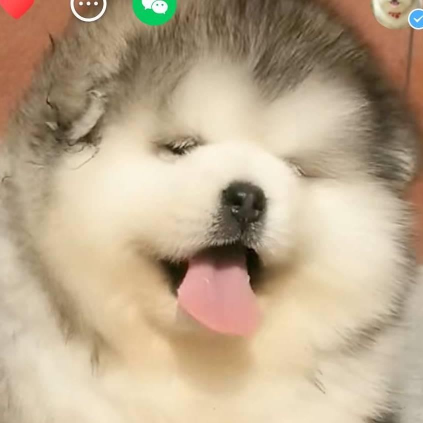 阿拉斯加专业养殖.
