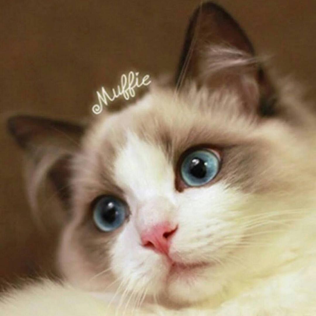 可爱喵😘