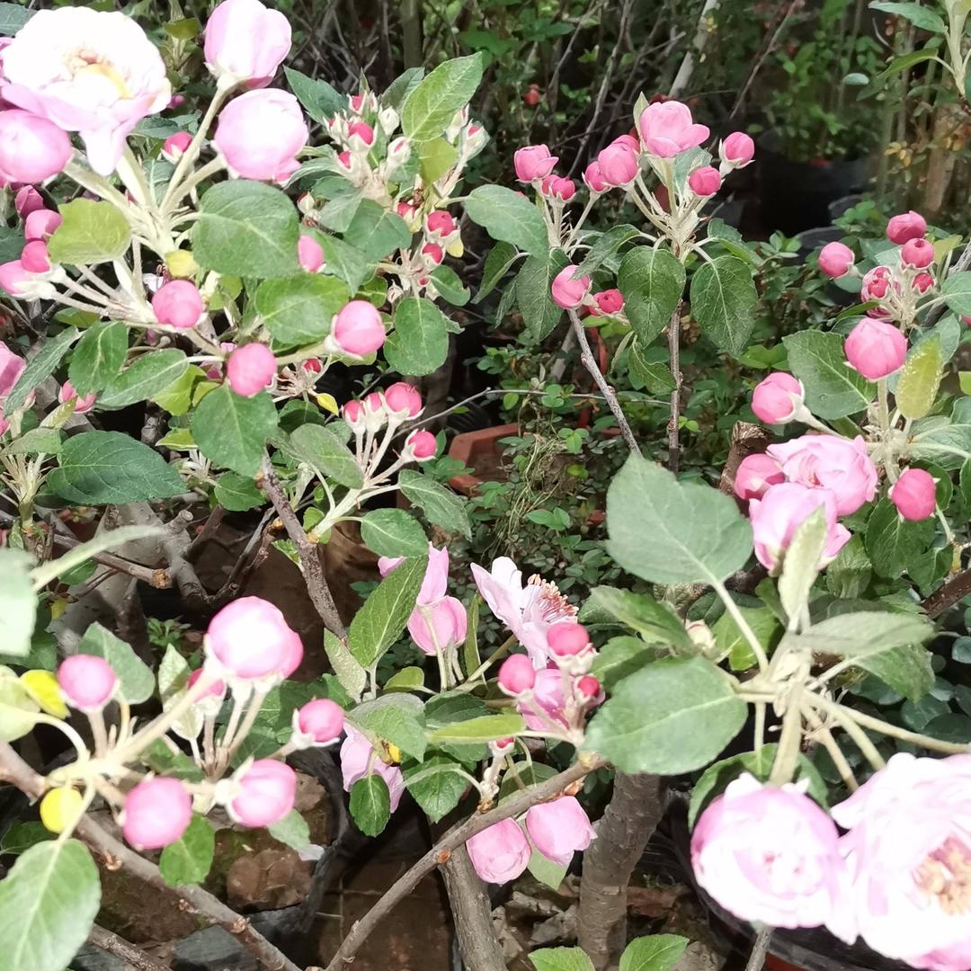 枫叶小镇