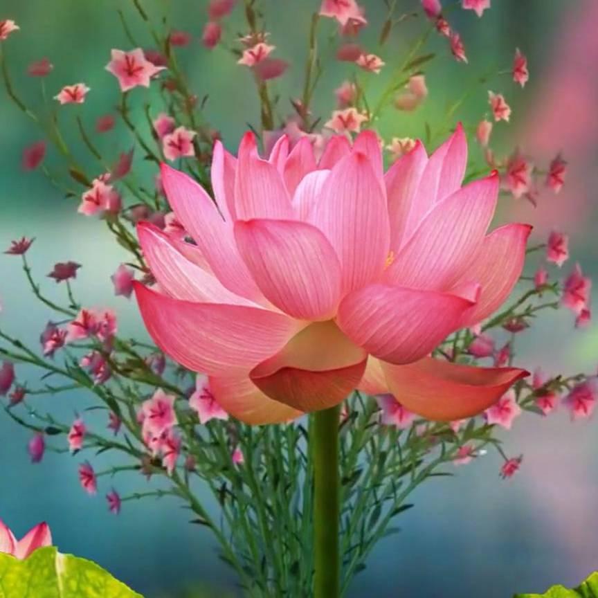 荷花