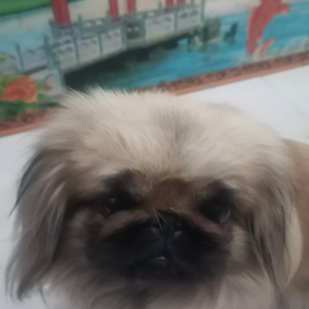 欢欢小狗