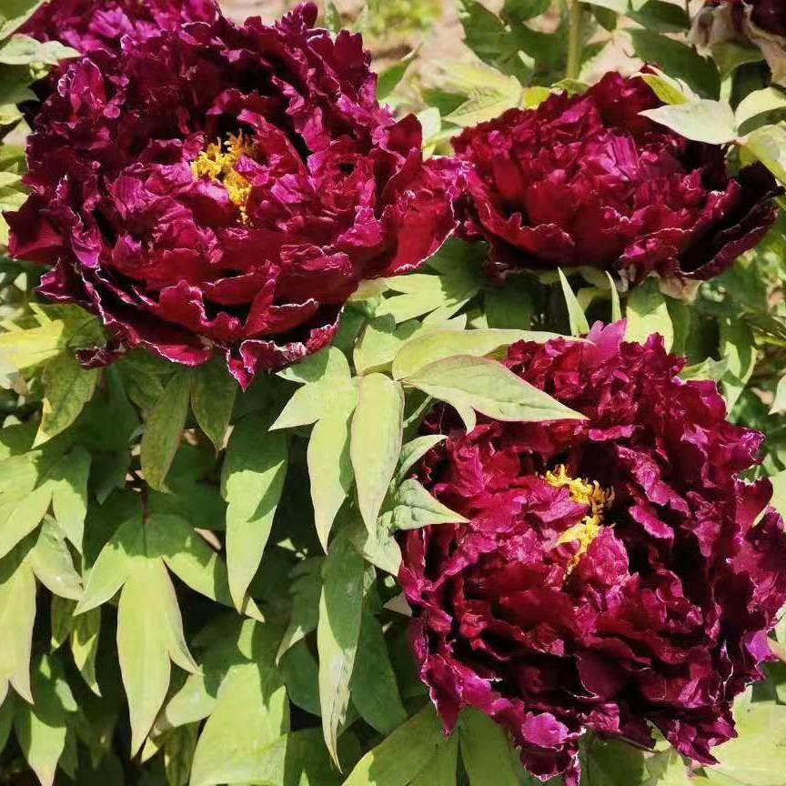 菏泽万博牡丹芍药
