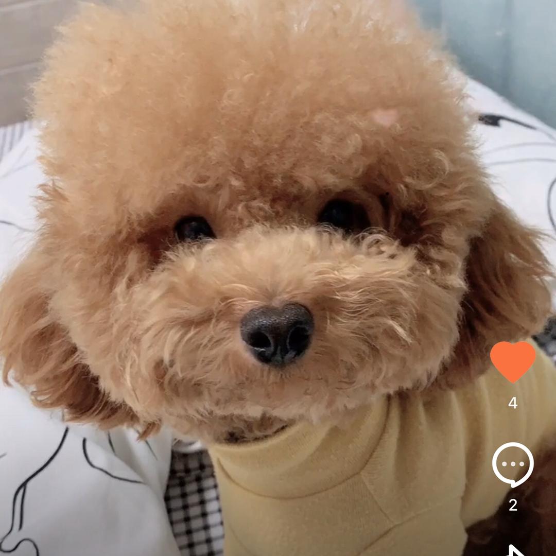 可爱的毛宝宝
