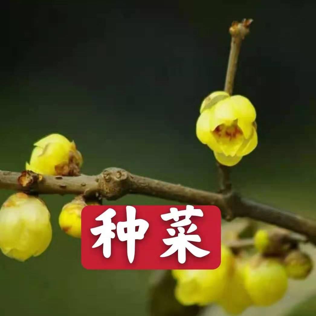 公主妈妈种菜
