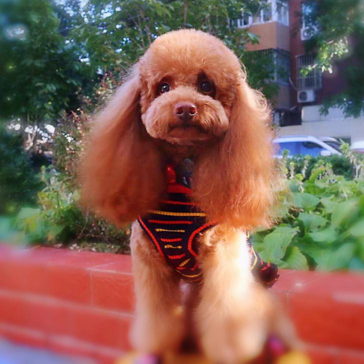 汪星人🍁Coco
