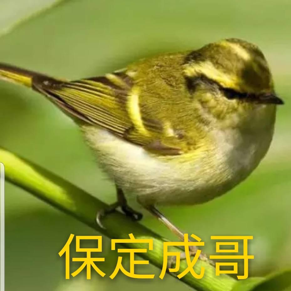 保定成哥 专业柳莺食