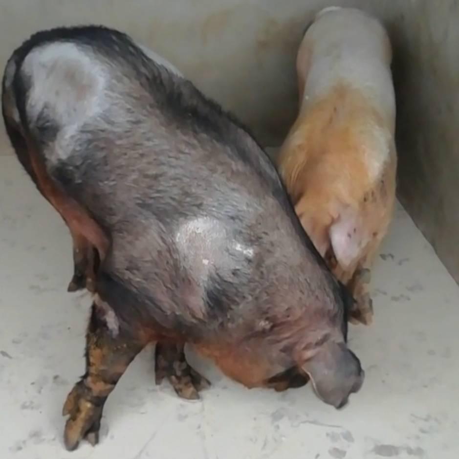 种猪大师