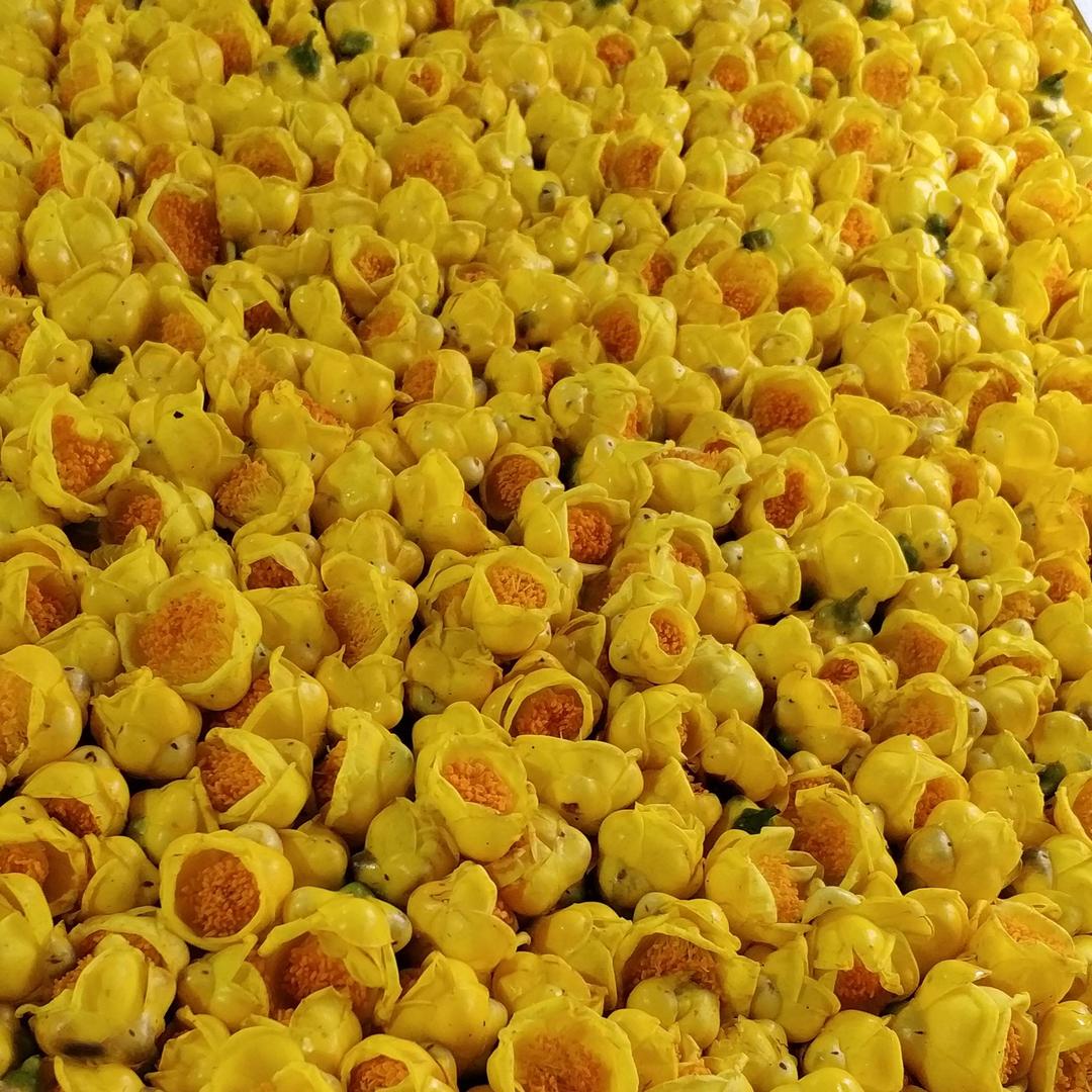 一生为茶~~~茶痴