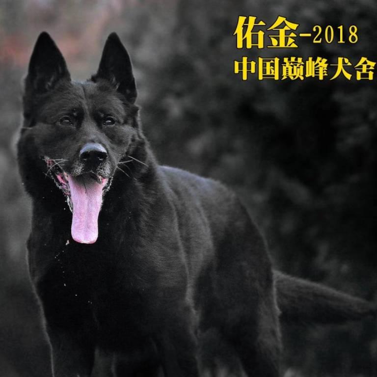 青岛巅峰莫尔本宠物用品有限公司