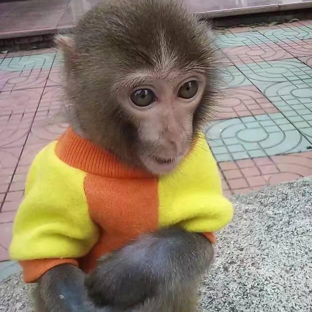 猴哥说猴