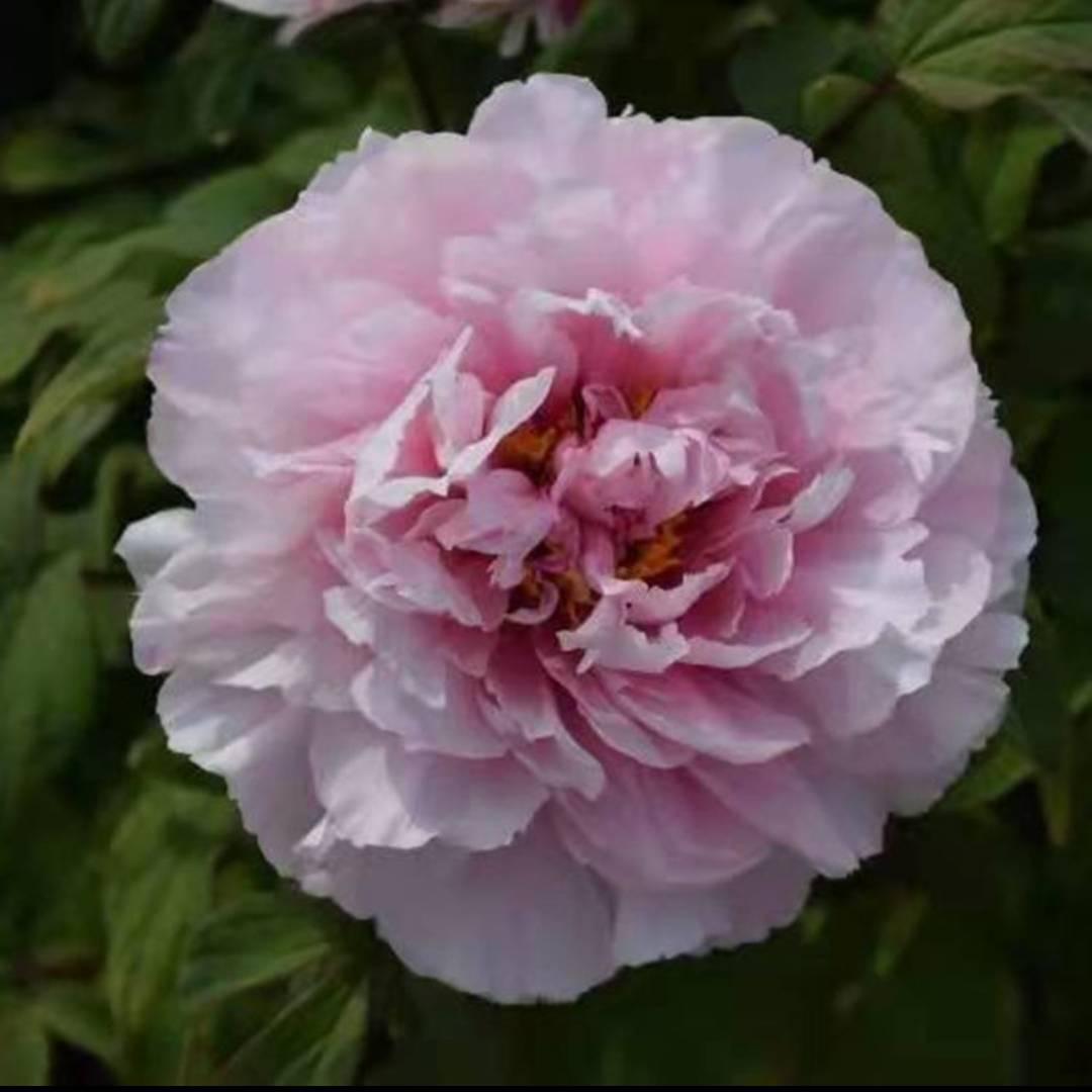 鲁冰花