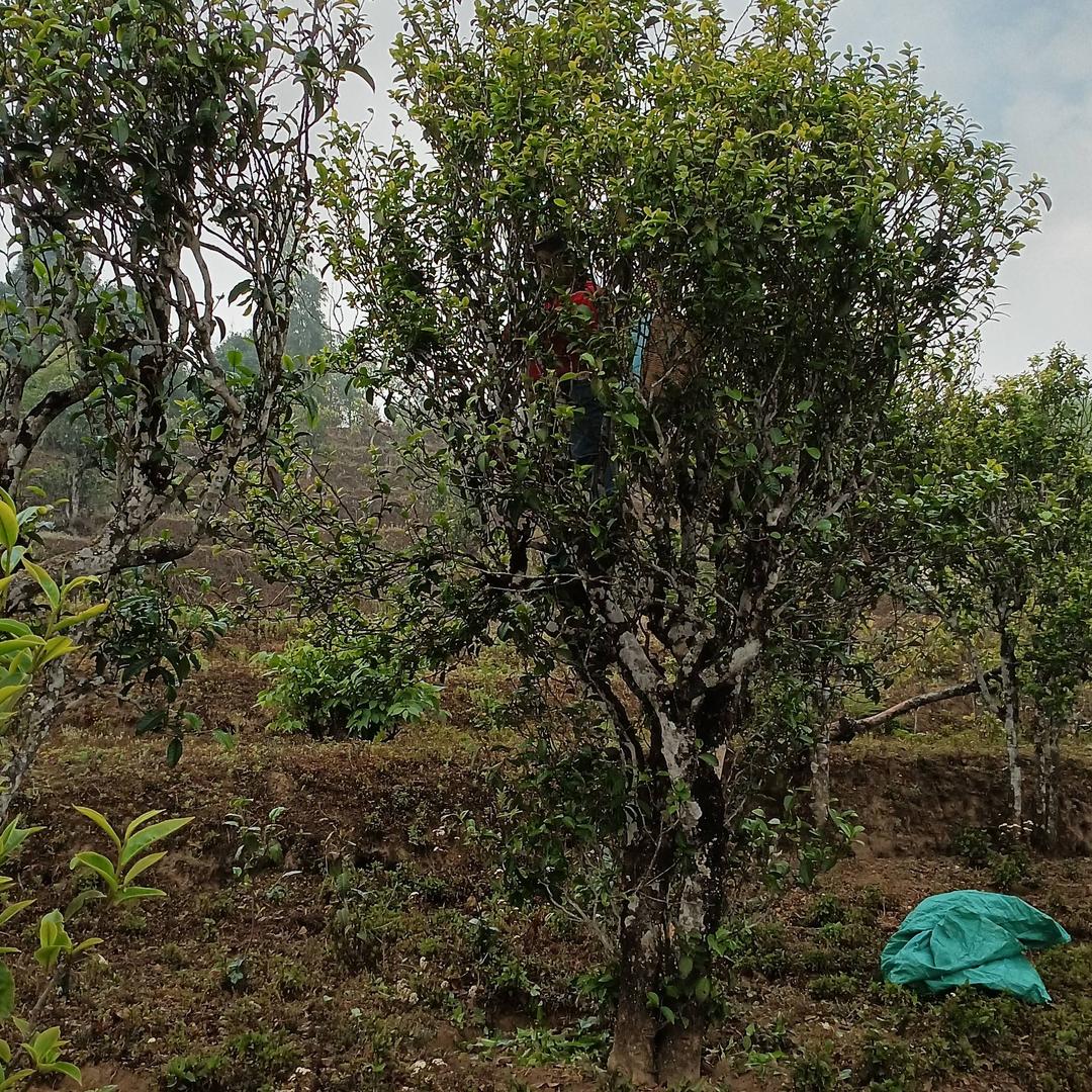 红秀强，古树岩茶园